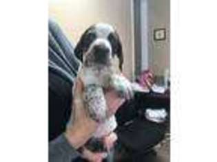 German Shorthaired Pointer Puppy for sale in Commerce, GA, USA