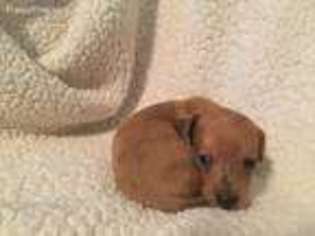 Dachshund Puppy for sale in Mount Vernon, MO, USA