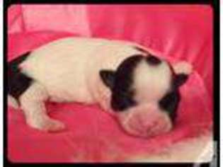 Mutt Puppy for sale in HOPE, IN, USA