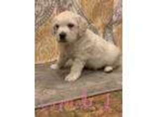 Mutt Puppy for sale in Mannsville, NY, USA