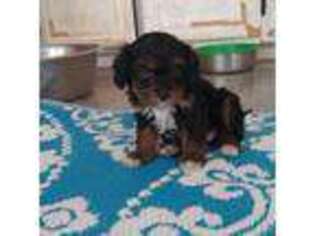 Cavapoo Puppy for sale in Kinston, NC, USA