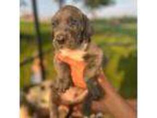 Great Dane Puppy for sale in Brookville, IN, USA
