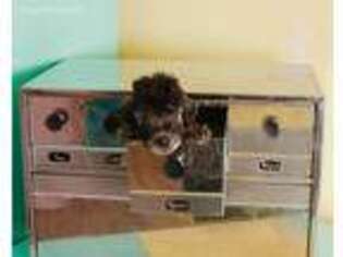 Bedlington Terrier Puppy for sale in Spokane, WA, USA