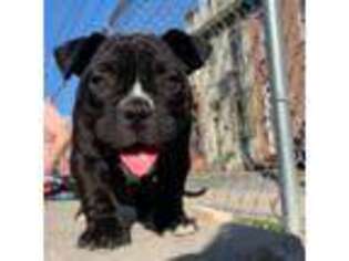 Mutt Puppy for sale in New Cumberland, PA, USA