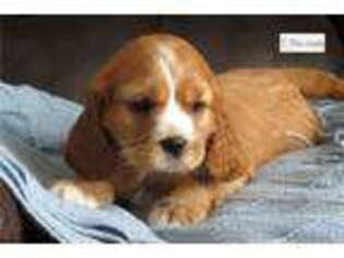 Cockalier Puppy for sale in Kirksville, MO, USA