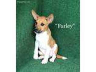 Basenji Puppy for sale in Nicholls, GA, USA
