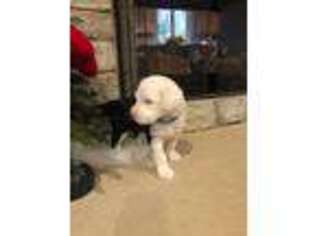 Mutt Puppy for sale in Fenton, MI, USA