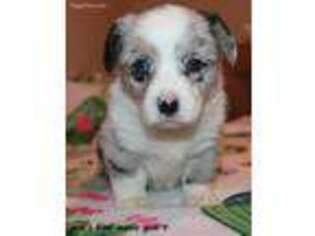 Cardigan Welsh Corgi Puppy for sale in Mabank, TX, USA