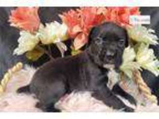Boxer Puppy for sale in Kansas City, MO, USA