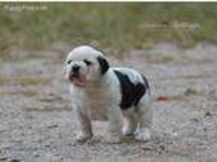 Olde English Bulldogge Puppy for sale in Auburn, AL, USA