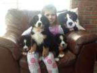 Bernese Mountain Dog Puppy for sale in Bismarck, ND, USA