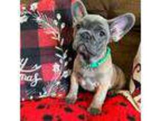French Bulldog Puppy for sale in Lynchburg, OH, USA