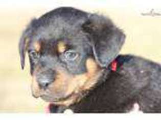 Rottweiler Puppy for sale in Joplin, MO, USA