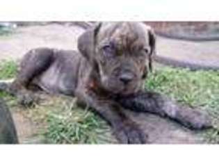 Cane Corso Puppy for sale in Middletown, OH, USA