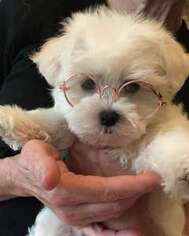 Maltese Puppy for sale in Stockton, CA, USA