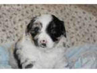 Miniature Australian Shepherd Puppy for sale in Chase, MI, USA