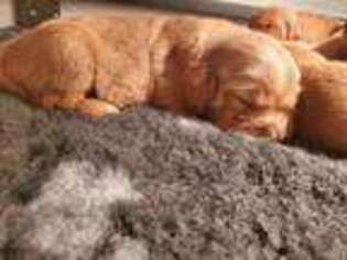 Golden Retriever Puppy for sale in Redkey, IN, USA