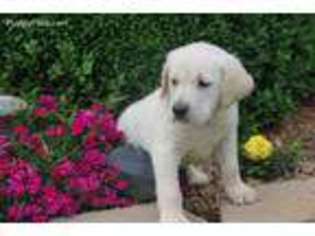 Golden Retriever Puppy for sale in Adolphus, KY, USA