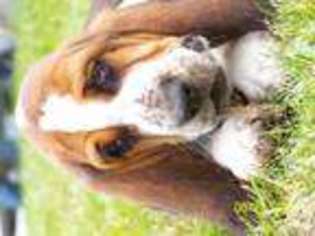 Basset Hound Puppy for sale in SEASIDE, OR, USA