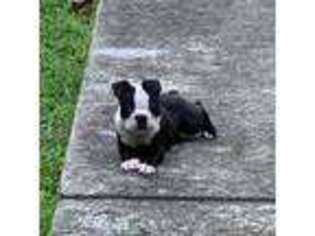 Boston Terrier Puppy for sale in Toano, VA, USA