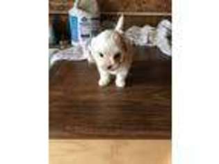 Maltese Puppy for sale in Gordon, GA, USA