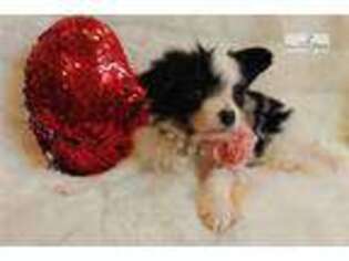 Papillon Puppy for sale in Fort Smith, AR, USA