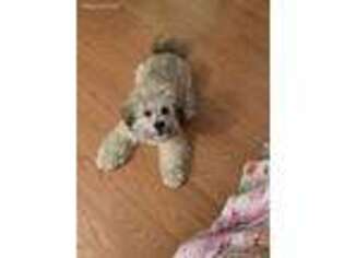 Lhasa Apso Puppy for sale in Hamilton, NJ, USA