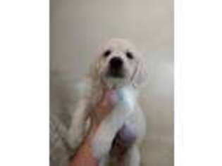 Mutt Puppy for sale in Beatty, NV, USA
