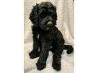 Labradoodle Puppy for sale in Wentzville, MO, USA