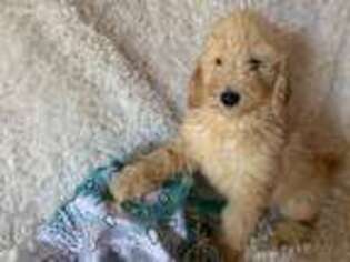 Goldendoodle Puppy for sale in Atlanta, GA, USA