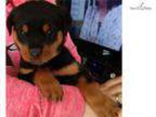 Rottweiler Puppy for sale in Saint Joseph, MO, USA