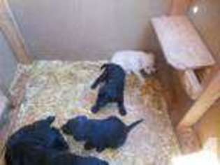 Labrador Retriever Puppy for sale in SANTA FE, NM, USA