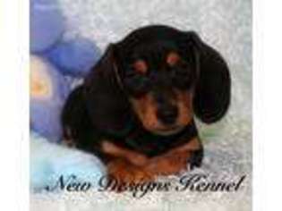 Dachshund Puppy for sale in Rockwell City, IA, USA
