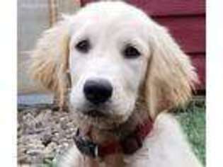 Golden Retriever Puppy for sale in Rockwall, TX, USA