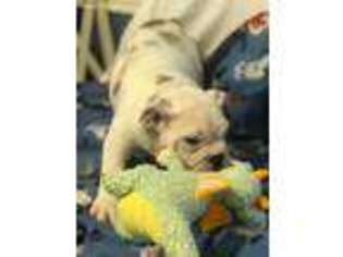 Bulldog Puppy for sale in Louisville, KY, USA