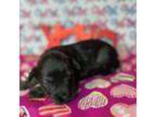 Mutt Puppy for sale in Placerville, CA, USA