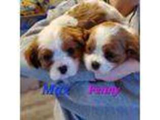 Cavalier King Charles Spaniel Puppy for sale in Graham, WA, USA