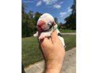 Bulldog Puppy for sale in Asheville, NC, USA