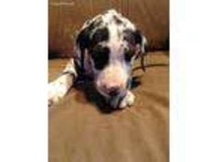 Great Dane Puppy for sale in Topeka, IN, USA