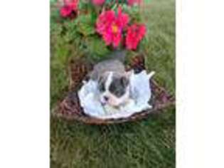 Boston Terrier Puppy for sale in Wauseon, OH, USA