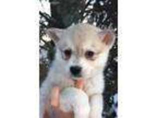 Alaskan Klee Kai Puppy for sale in Minneapolis, MN, USA