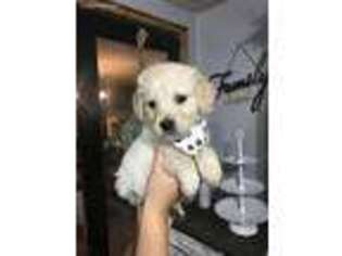 Golden Retriever Puppy for sale in Hulbert, OK, USA