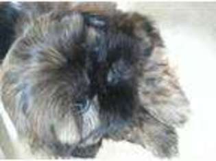 Mutt Puppy for sale in INGLEFIELD, IN, USA