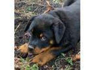 Rottweiler Puppy for sale in Mcdonough, GA, USA