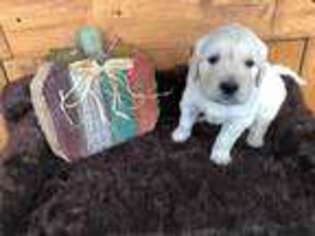 Mutt Puppy for sale in Seymour, TN, USA