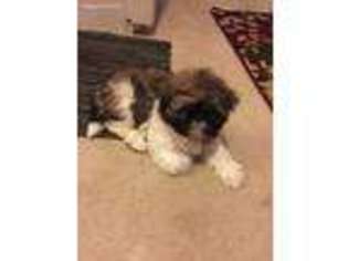 Mutt Puppy for sale in Bowie, MD, USA