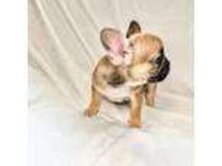 French Bulldog Puppy for sale in Staten Island, NY, USA
