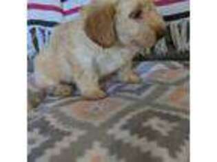 Havanese Puppy for sale in Romney, WV, USA