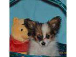 Papillon Puppy for sale in Olive Hill, KY, USA