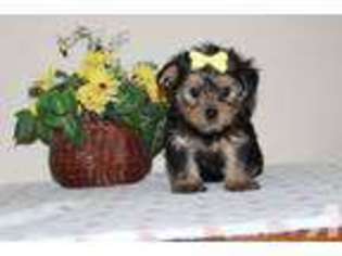 Yorkshire Terrier Puppy for sale in RIVERSIDE, CA, USA